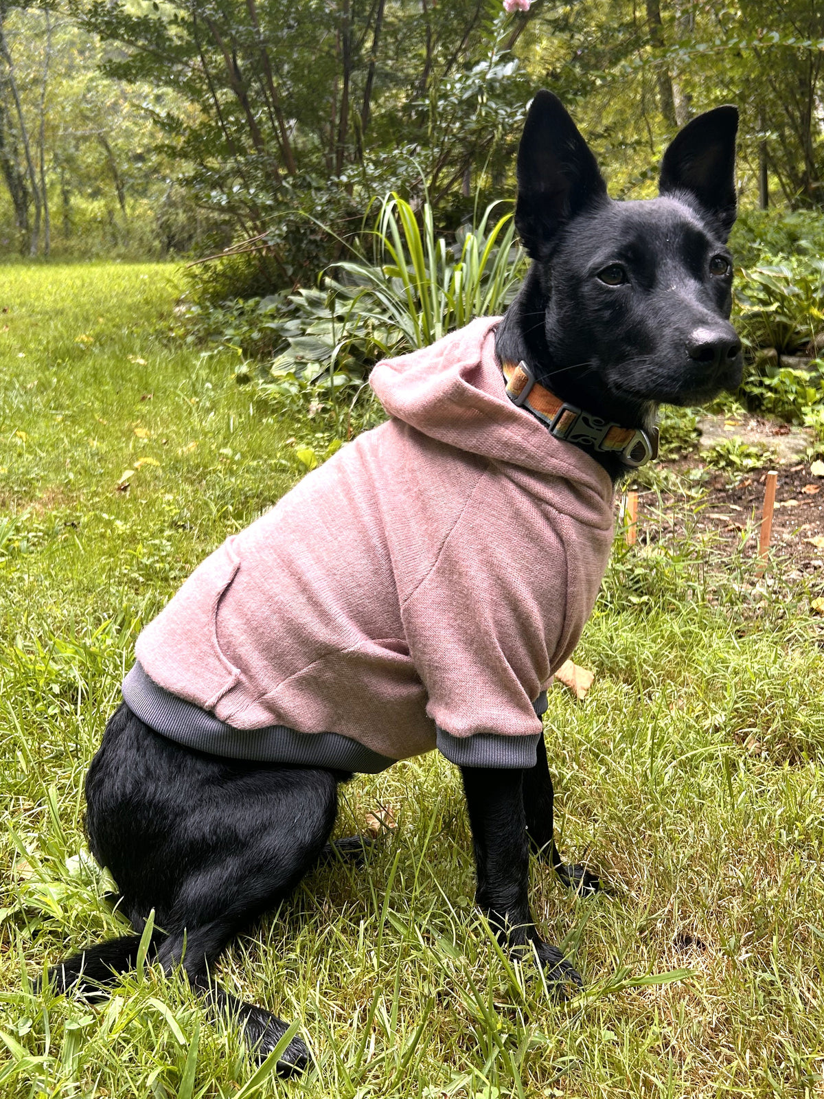 A black dog sitting on a grassy lawn wearing a dusty pink dog hoodie with gray trim, set against a background of green trees and grass.