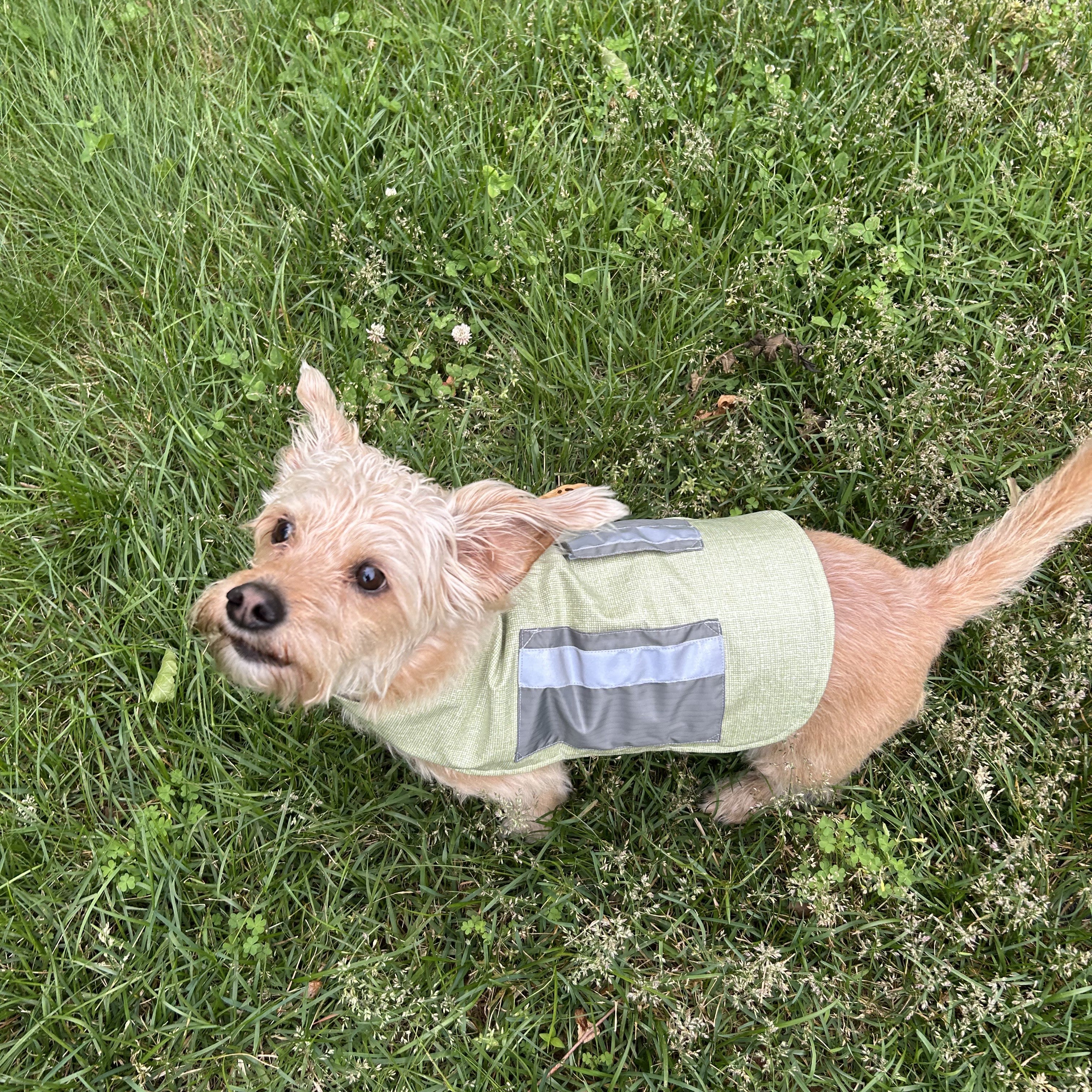 553 – Warm & Dry Dog Coat Pattern